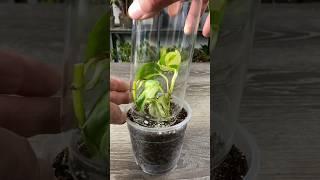 How Propagate Pothos