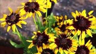 How to Grow Rudbeckia from Seed