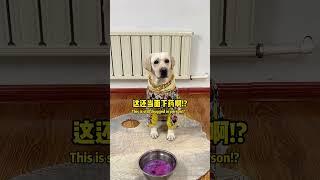 汤圆防备心是真的很强啊?!Are you really defensive?#萌寵#寵物#搞笑#拉布拉多 #doglover #Labrador #labradorpuppy #dog #pets