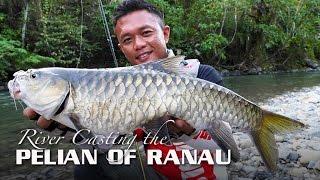 River Casting the Pelian Of Ranau, Sabah (featuring Rapala CountDown Abachi)