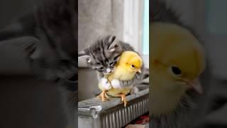 Kitten Gently Hugs Its Chick Friend — Pure Love in One Frame