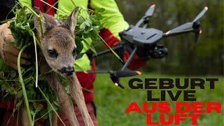 Ricke mit zwei Kitzen das Leben gerettet! Geburt LIVE aus der Luft! Kitzrettung mit DJI M3T Drohne!