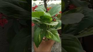 How to plant money plant in water  ️#theonepage #youtubeshort #getmyharvest #plant#ummesgarden