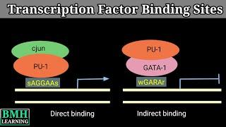 Transcription Factor Binding Sites | Locating Transcription Factor Binding Sites |