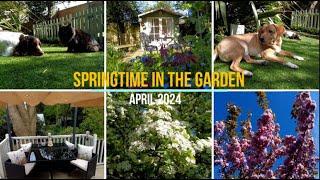 In the garden in springtime |  Mid April 2024 |  Blossom and Birdsong