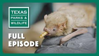 PBS Show - Austin Bat Refuge & More