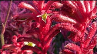 Kangaroo paws/Anigozanthos 袋鼠爪子HAEMODORACEAE/ANIGOZANTHOS/FLAVIDUS