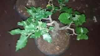 PEMBENTUKAN AKAR BONSAI MURBEI YANG LAGI BERBUAH