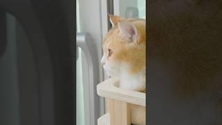 집고양이에게 바깥 세상이란? #고양이 #cat #냥춘기 #브리티쉬숏헤어