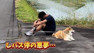 【パパに説教された柴犬の翌日のお散歩はこうでした。】