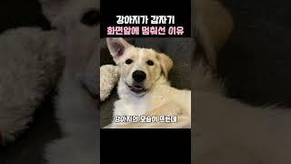 강아지가 갑자기 화면앞에 멈춰선 이유