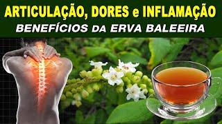 Chá para Articulações, Dores e Inflamação - Benefícios da ERVA BALEEIRA, Como Fazer e Tomar CERTO!