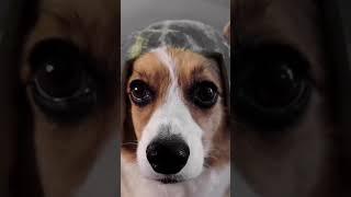 Spy Balloon Takedown Behind the Scenes #corgi #shorts