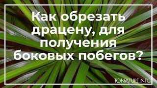 Как обрезать драцену, для получения боковых побегов? | toNature.Info