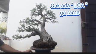 Bonsai Loa #bonsai #loa