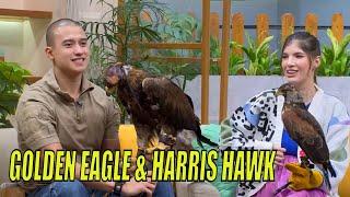 Fardhan & Mikaila Datang Bawa Golden Eagle & Harris Hawk | FYP (23/02/23) Part 2