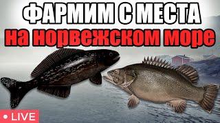 РР4 СТРИМ • ГДЕ ЛУЧШЕ ФАРМИТЬ НА НОРВЕЖСКОМ МОРЕ ? • РОЗЫГРЫШИ • РУССКАЯ РЫБАЛКА 4