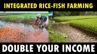 Integrated Rice and Fish Farming | Integrated Paddy and Aquaculture Farming