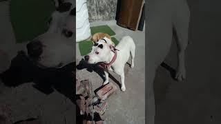 #MeetMyPitbull #vlogging#dailyvlog #vlog#viral#fyp#short#Shorts#YouTube#Sound#Channelpage