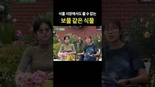식물시장에서도 만나기 힘든, 정말 ‘보물’ 같은 식물들만 골라 담았어요  #식물하울 #희귀식물 #식물러버 #플랜테리어 #정원친구이오 #차앤박콜렉션