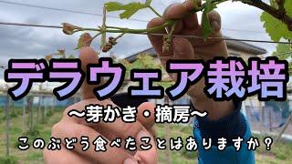 デラウェアの栽培／芽かき・摘房 林ぶどう園 2021-4-20