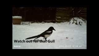 Do birds eat bacon rinds ? Watch crow vs Magpie vs Seagull to find out