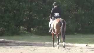Dressage (Kingcroft Bronte)