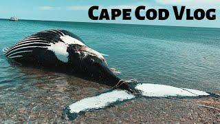 A Day in My Life on Cape Cod