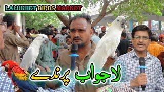 Lalukhet Exotic Parrots and Rare Birds Market Karachi 28-7-2024 Latest Update in Urdu | سوق الطيور