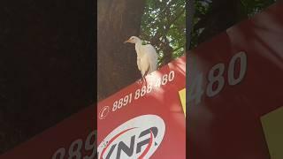 Kokku meenu thinnuma..#birds #song #short