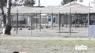 INSIDE UC DAVIS PRIMATE RESEARCH CENTER