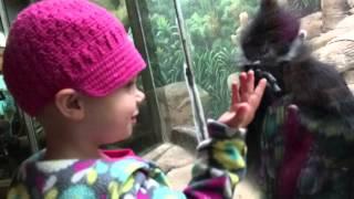 The Zoo