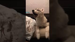 #shorts #хасячьяжизнь #хаскивидео #видеоархив #Айс маленький малыш #хаскищенок