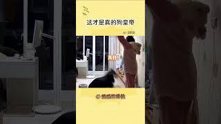 狗狗：天天吃她口饭费老劲了 （素材来源：陈扒拉 ）#阿拉斯加 #狗狗 #我不是人但你是真狗#shorts