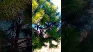 Nature view  tree beautiful villege life #shorts #viral #nature