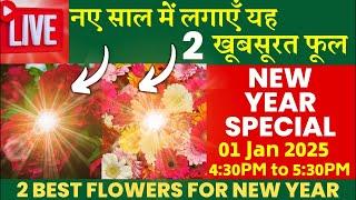 नए साल में लगाएँ यह 2 खूबसूरत फूल || 2 Best Flowers for New Year