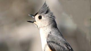 Tufted titmouse call / song / sounds | Bird