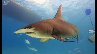 4K Diving with HUGE Great Hammerhead sharks at Bimini in the Caribbean in January 24. Awesome sharks