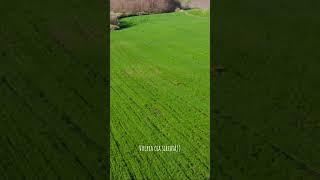 Дрон и рыжая лиса  #nature #travel #drone #dronefootage #redfox #fox #foxes #wildlife