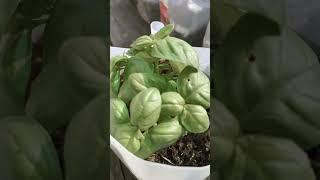 #thaibasil #sweetbasil #basil #herbs #travelvlog #myorganicgarden #growingseeds #cooking #food #herb