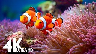 Aquarium 4K (ULTRA HD) - The Most Beautiful Fish In The World, The Ultimate Underwater Escape