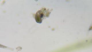Microscopic World