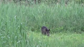 Wildschwein wird im Schilf erlegt; Wildschweinjagd in der Schorfheide; Saujagd