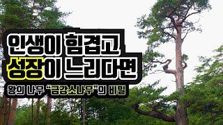SUB) 왕의 나무 금강소나무의 비밀ㅣ숲해설가 김포스ㅣ울진군 금강송 에코리움, 죽변항 수산물 축제