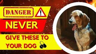 4 OTC Drugs to NEVER Give Your Dog | Deadly OTC Drugs for Dogs