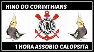 ASSOBIO CALOPSITA - HINO DO CORINTHIANS