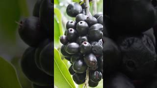 Java Plum Air layaring , #viral #trending #youtubeshorts #gardening #shorts