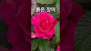 꽃이팡팡 ~ 빨간색 장미 ~