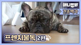 프렌치불독에 관한 오해와 진실 2편ㅣMisunderstandings And Truths About French Bulldogs Part2