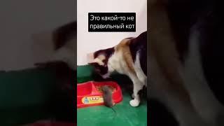 Это какой-то не правильный кот #тренды #смешно #прикол #cat